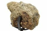 Fossil Hadrosaur Vertebra Section w/ Metal Stand - South Dakota #339905-2